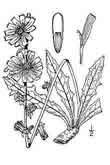 Chicory