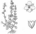 Chickweed